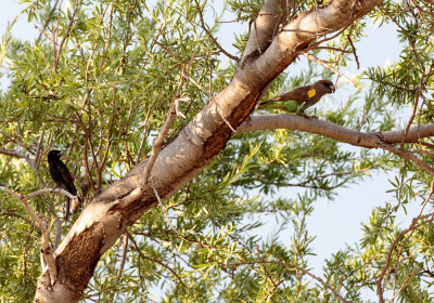 SA_05152-Fork-tailed-Drongo_Brown-Parrot.JPG