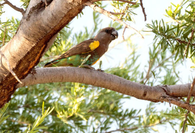 SA_05154-Brown-Parrot.JPG