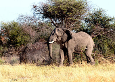 SA_05162-Rhino-Elephant.jpg