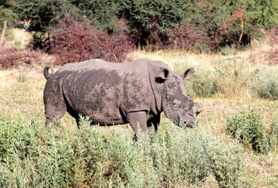 SA_06104-Rhinocerose2.JPG