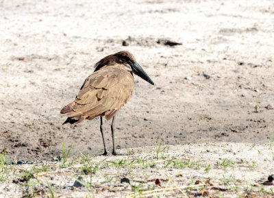 SA_06118-Hamerkop.jpg