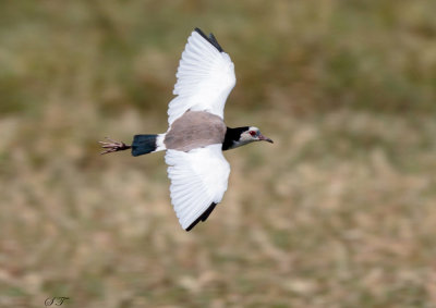 SA_06124-Long-toed-Lapwing.JPG