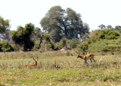 SA_06136-Lechwe.JPG