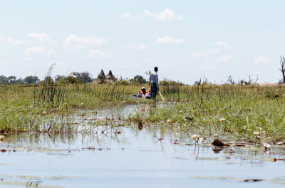 SA_06148-OkavangoSwamp.JPG