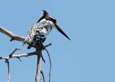 SA_06150-PiedKingfisher.jpg