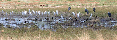 SA_06168-Blacksmith-Lapwings.jpg