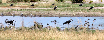 SA_06170-WaterBirds.jpg