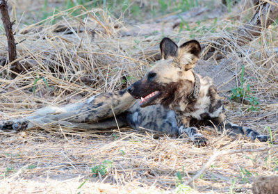 SA_06206-WIldDog.JPG