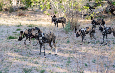 SA_06212_WildDog.JPG