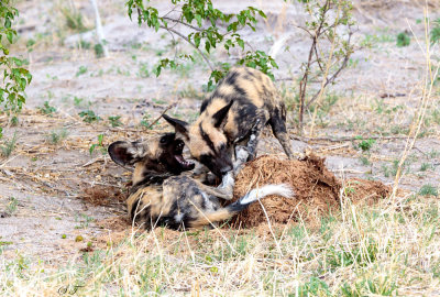 SA_06220_WildDog.JPG