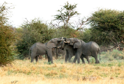 SA_06230-young-Elephants-Playing.JPG