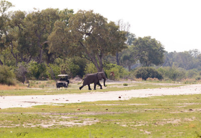 SA_07104-Elephant_runway.JPG