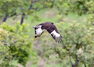 SA_07108-Long-crested-Eagle.JPG