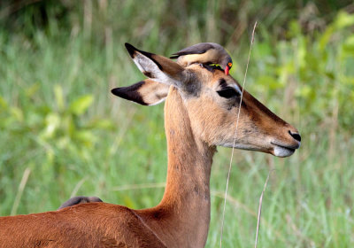 SA_08106-Red-billed-Oxpecker_Impala.JPG