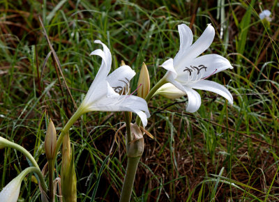 SA_08110-SpiderLily.JPG