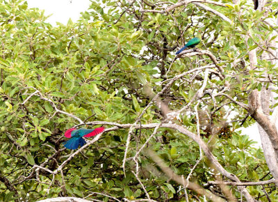 SA_08114-Schalows-Turaco2.jpg