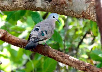 SA_08130-Emerald-spotted-Wood-Dove.JPG