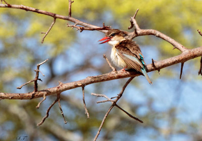 SA_08132-Brown-hooded-Kingfisher.JPG