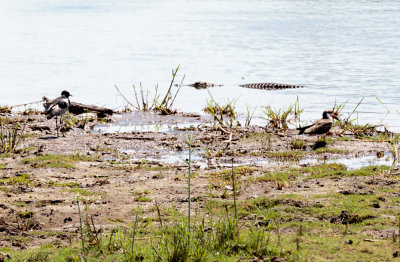 SA_08142-Blacksmith-Plover_African-Skimmer_Nile-Crocodile.JPG