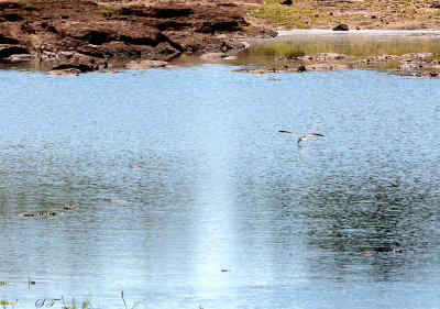 SA_08146-African-Skimmer_Croc.jpg