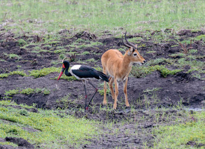 SA_08156-Saddle-billed-Stork.JPG