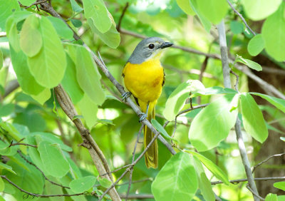 SA_08174-Orange-breasted-Bush-shrike.JPG