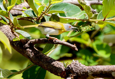 SA_08176-Yellow-breasted-Apalis_Apalis_flavida.JPG