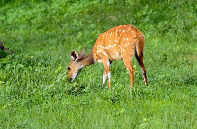 SA_08188-Bushbuck.JPG