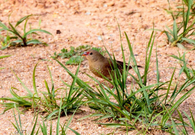 SA_08190-Red-billed-Firefinch_f.jpg