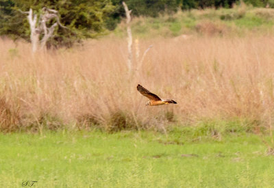 SA_08192-Harrier_id.jpg