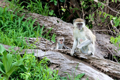 SA_08194-Vervet-Monkey.JPG