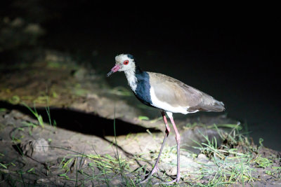 SA_08206-Long-toed-Plover.JPG