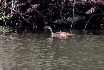 SA_09112-African-Finfoot.JPG