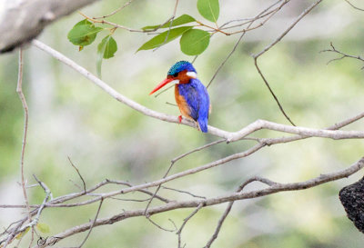 SA_09128-Malachite-Kingfisher.JPG