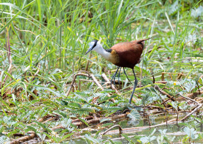 SA_09130-AfricanJacana.JPG