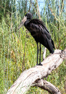 SA_09140-Openbill-Stork.JPG