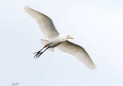 SA_09158-Cattle-Egret.JPG