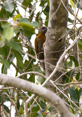 SA_09162-Olive-Woodpecker.jpg