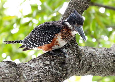 SA_10104-Giant-Kingfisher.JPG