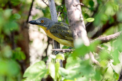 SA_11104-Grey-headedBush-Shrike.JPG