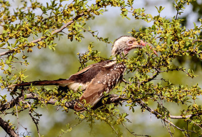 SA_11106-RBHornbill.JPG