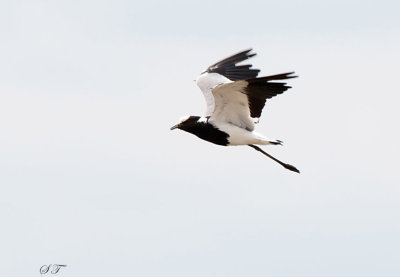 SA_12110-Blacksmith-Lapwing.jpg