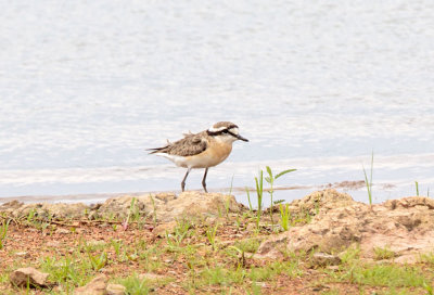 SA_12112-Kittlitzs-Plover.jpg