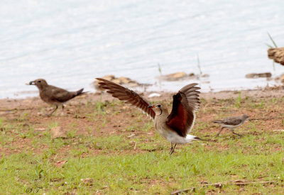 SA_12114-Collared-Pratincole.jpg