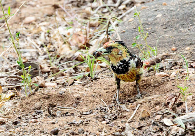 SA_12154-Crested-Barbet.JPG