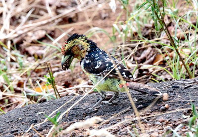 SA_12156-Crested-Barbet.JPG