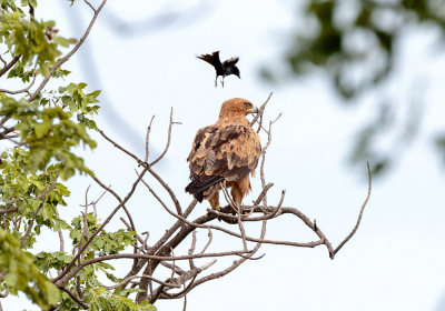 SA_12162-Tawny-Eagle.jpg