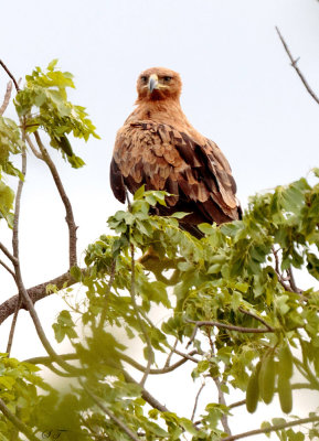 SA_12164-Tawny-Eagle.JPG