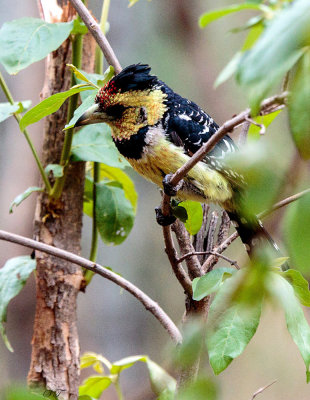 SA_12166-Crested-Barbet.JPG