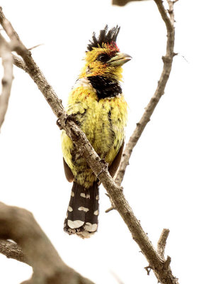 SA_12168-Crested-Barbet.JPG